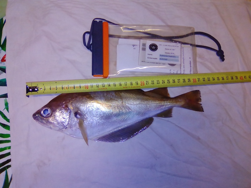 Fish Measure Picture